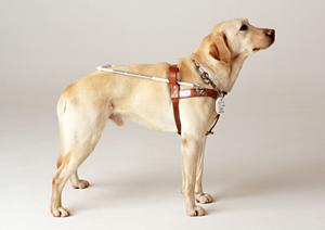 勝どきで子どもも安心！耳鼻科の選び方と通院のポイント